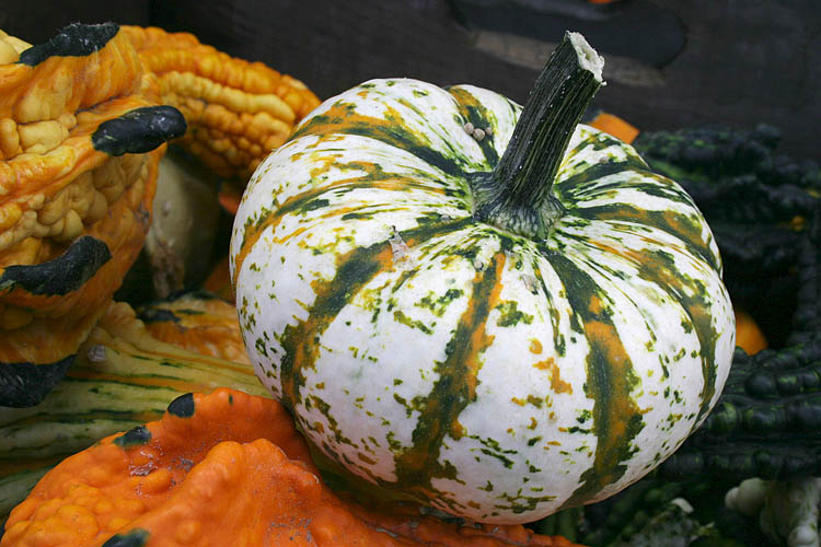 White Mini Pumpkin