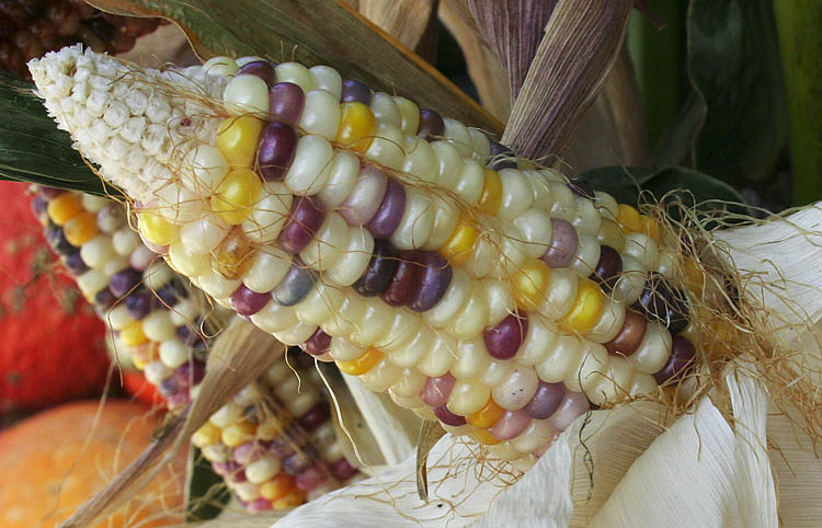 Indian Corn