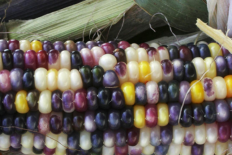Colourful Corn