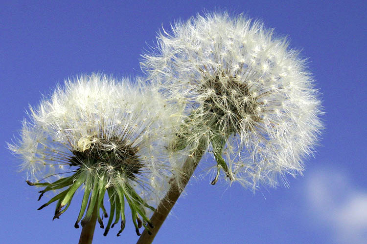 Dandelions
