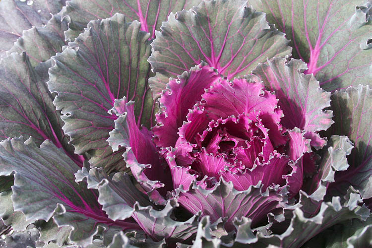 Ornamental Cabbage