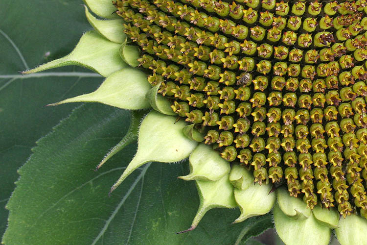 Gone to Seed