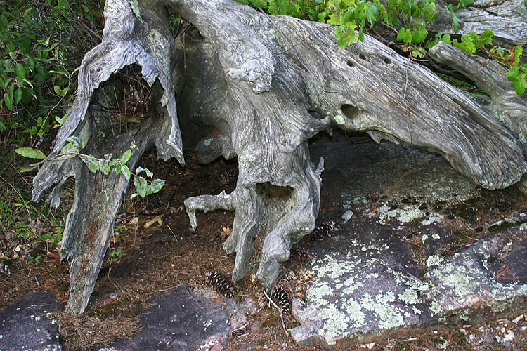 Weathered Tree Root