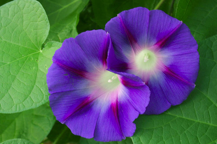 Morning Glories