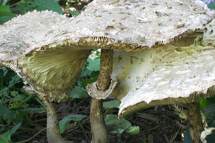 Giant Mushrooms
