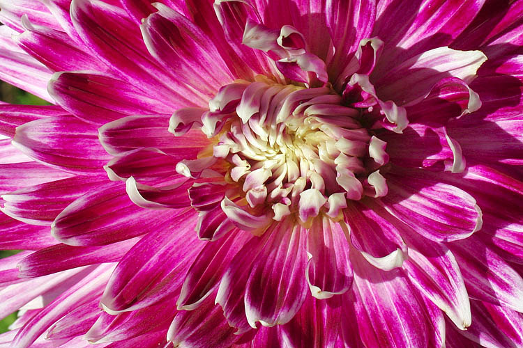Dahlia Starburst