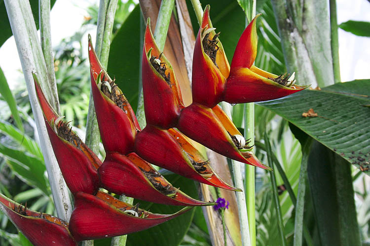 Tropical Flower
