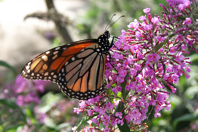 Monarch Butterfly