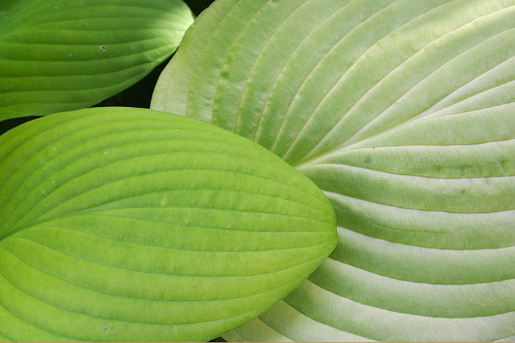 Three Greens