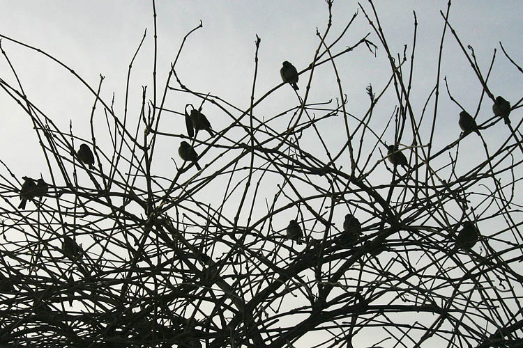 Sparrows at Sunrise