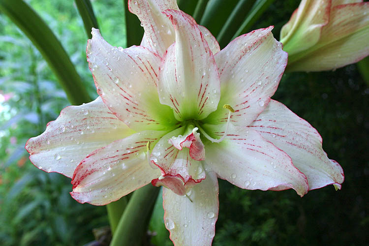 Amaryllis In The Rain