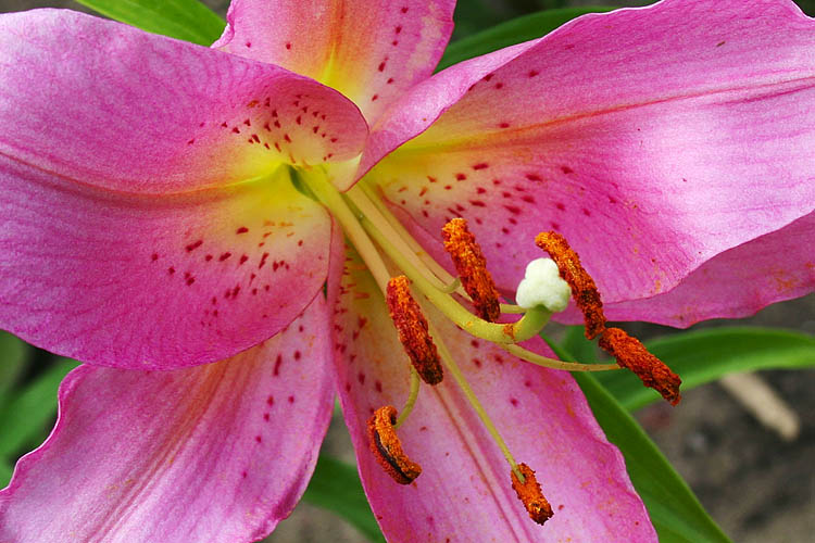 Pink Lily