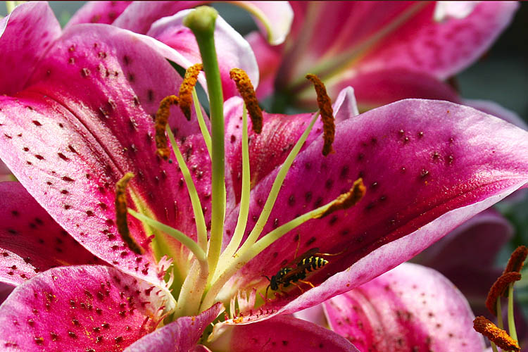Going For The Nectar