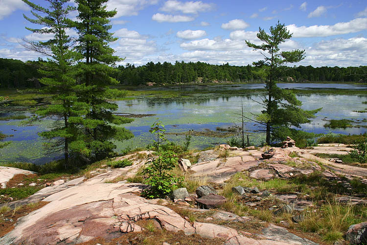 Cranberry Bog