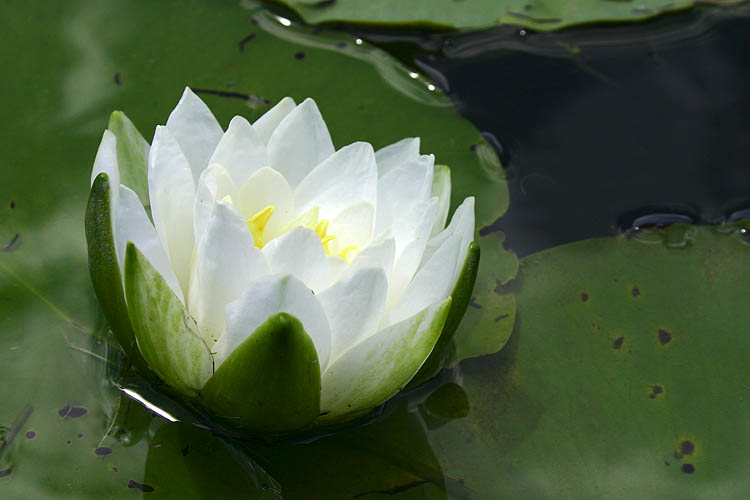 Waterlily