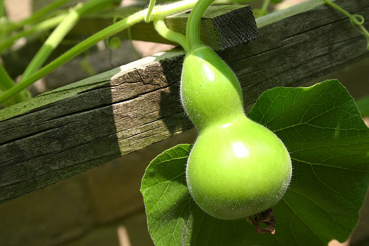 Gourd On The Vine