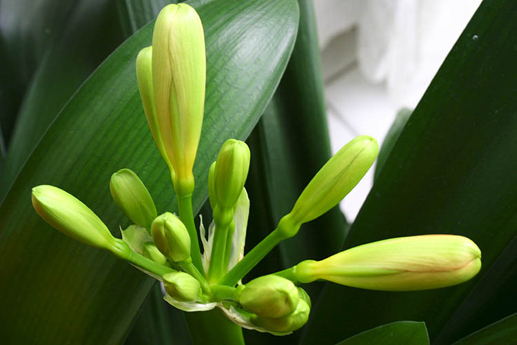 Clivia Bud