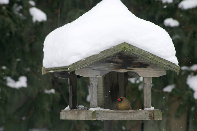 Shelter