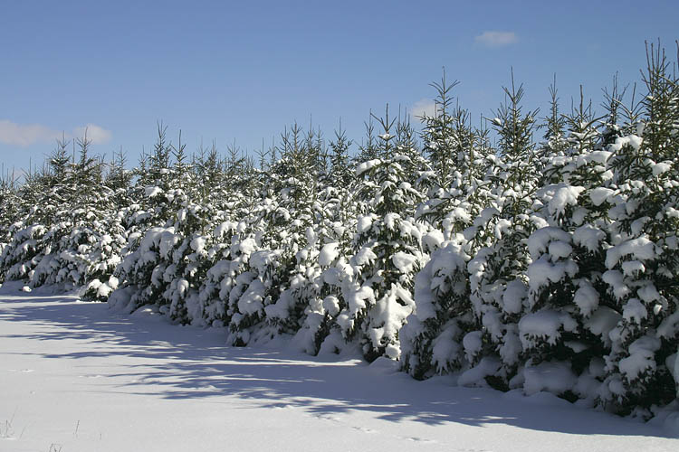 Heavy Snowfall