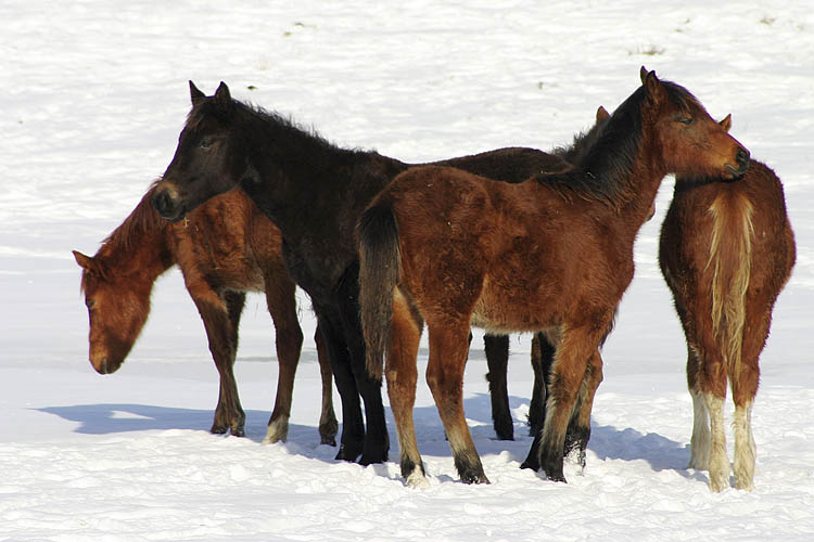 Fuzzy Horses