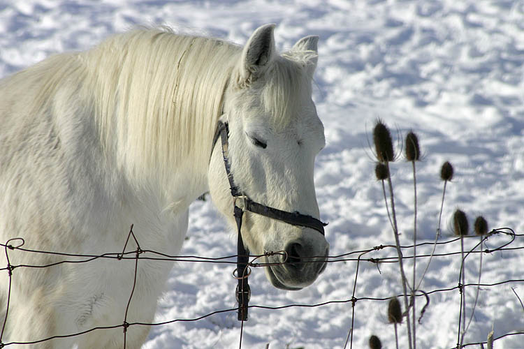 The White Stallion