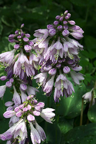 Hostas