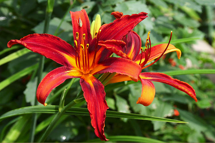 Day Lilies