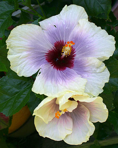 Exotic Hibiscus
