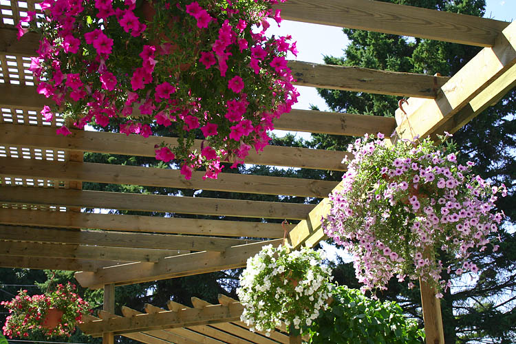 Petunias On The Rafters