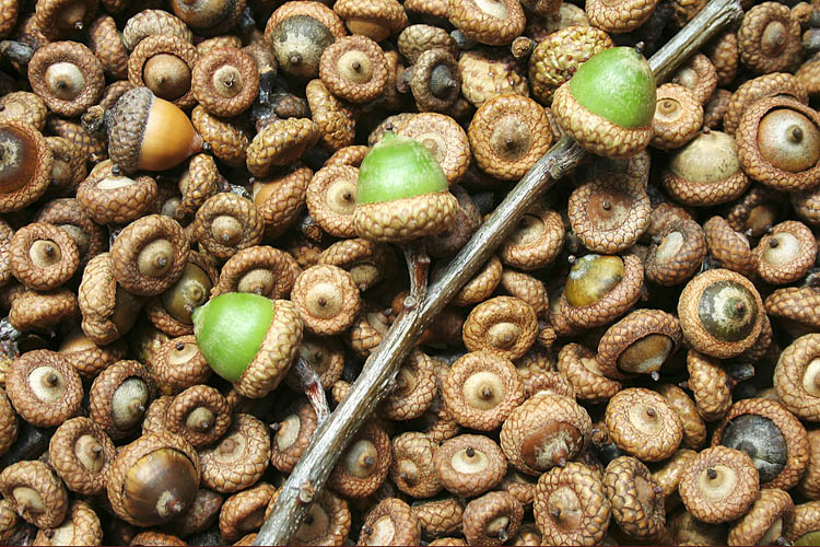 Acorns
