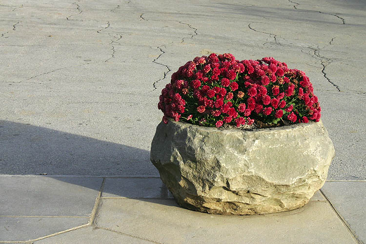Rock of Mums