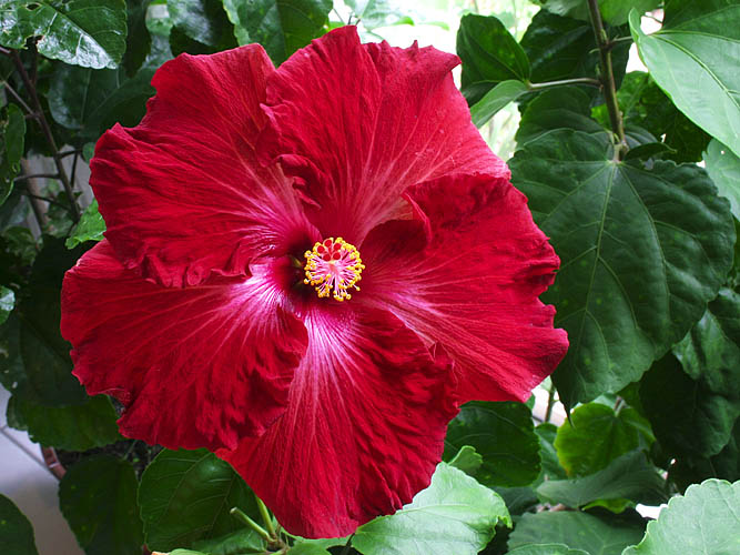 Red Hibiscus