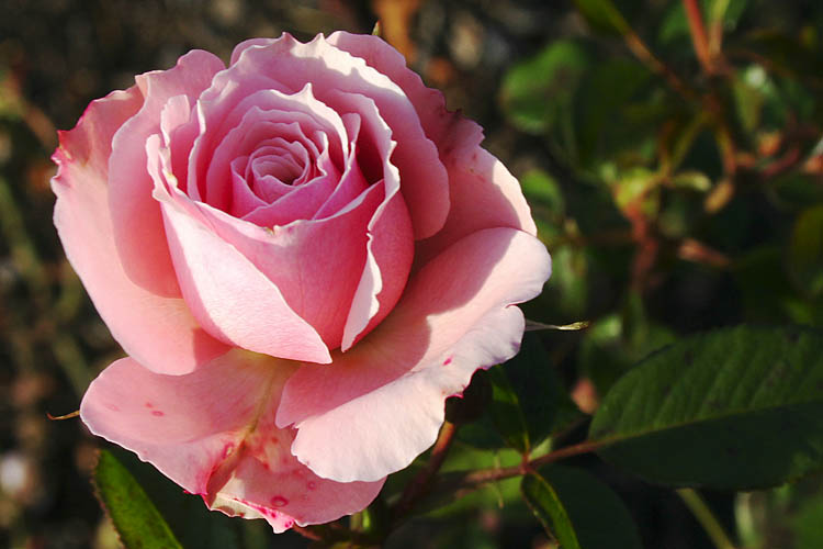 Dusky Rose