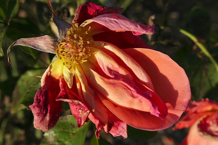 Last Petals