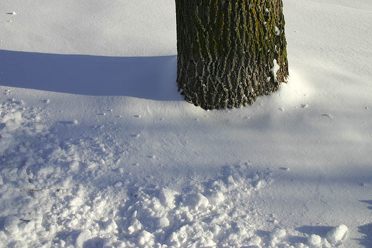 Aspen