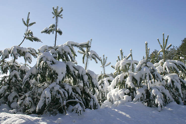 Back To Winter