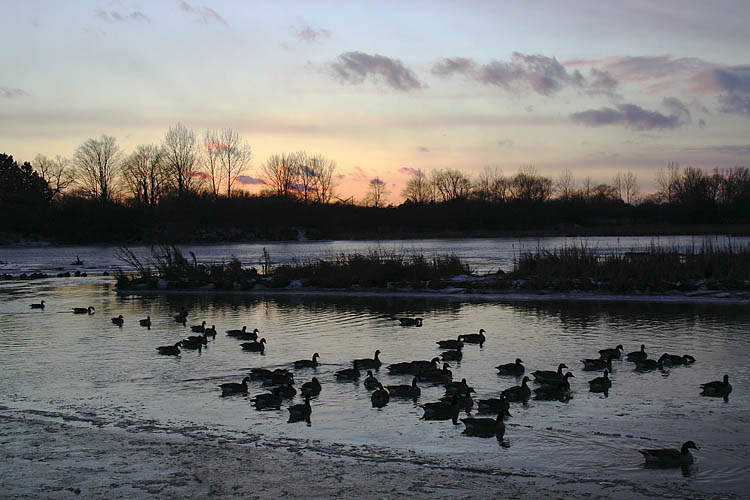 Geese On The Bay