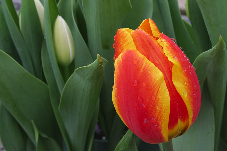 Tulip for Spring