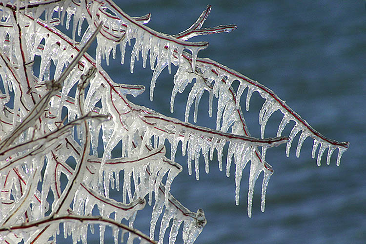 Fringed Dogwood