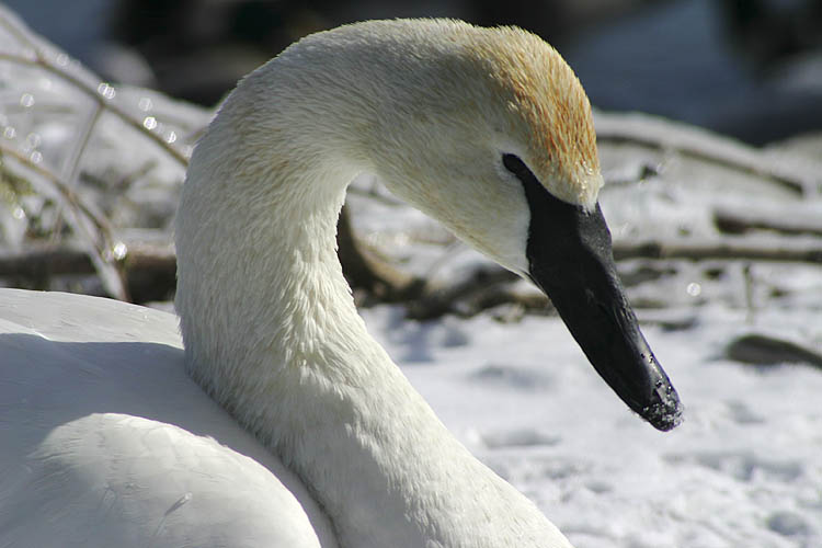 Swan on Ice