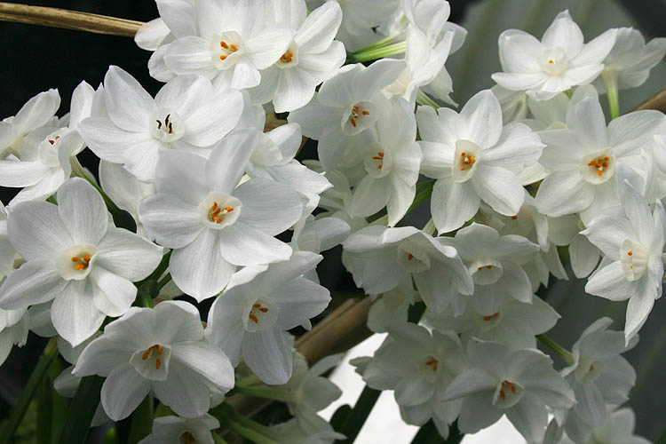 Paperwhites