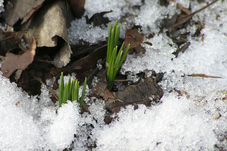 Life Under The Snow