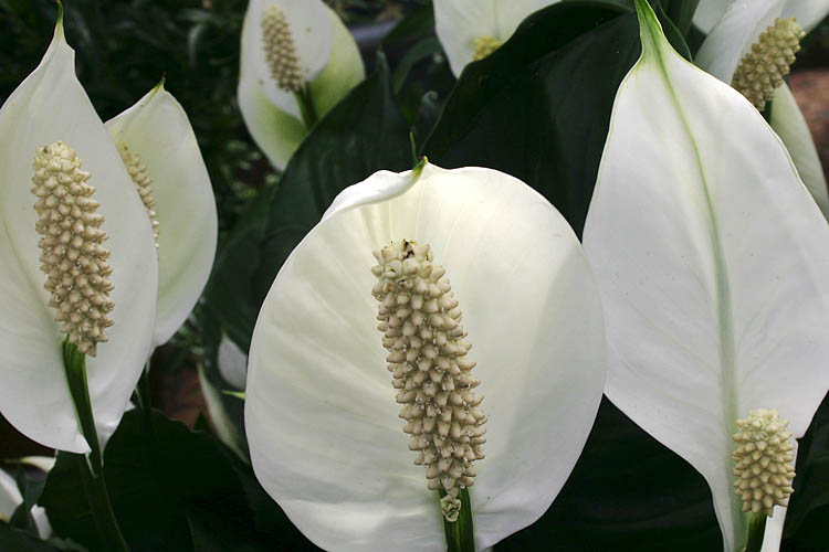 Peace Lily