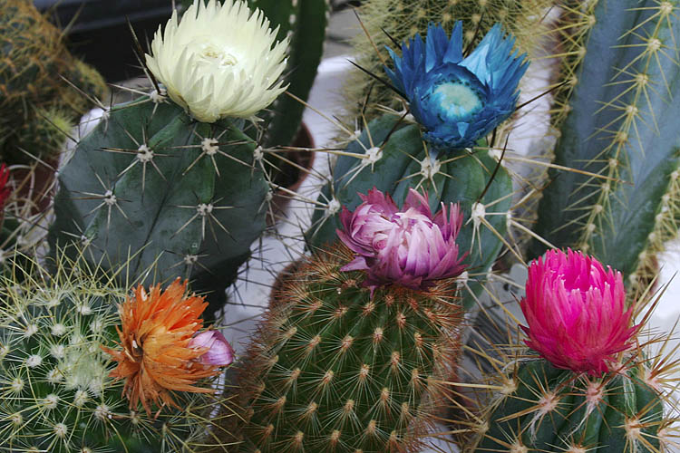 Phony Flowers