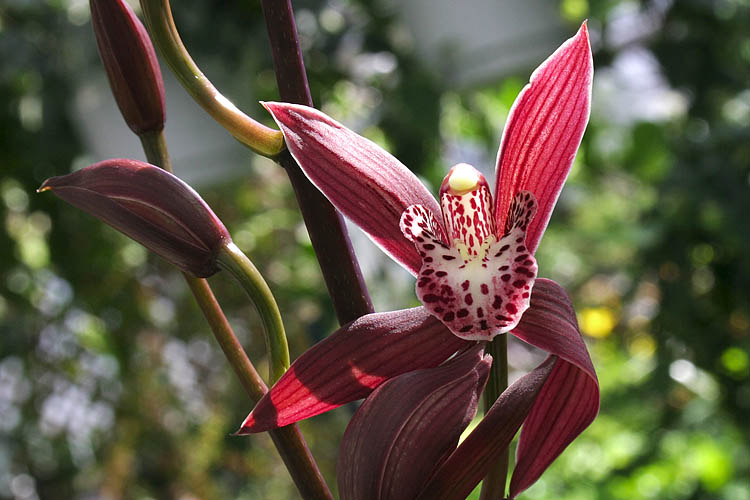 Orchid