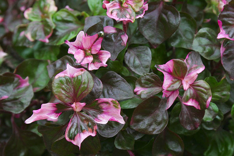 Jan\'s Mother\'s Plant