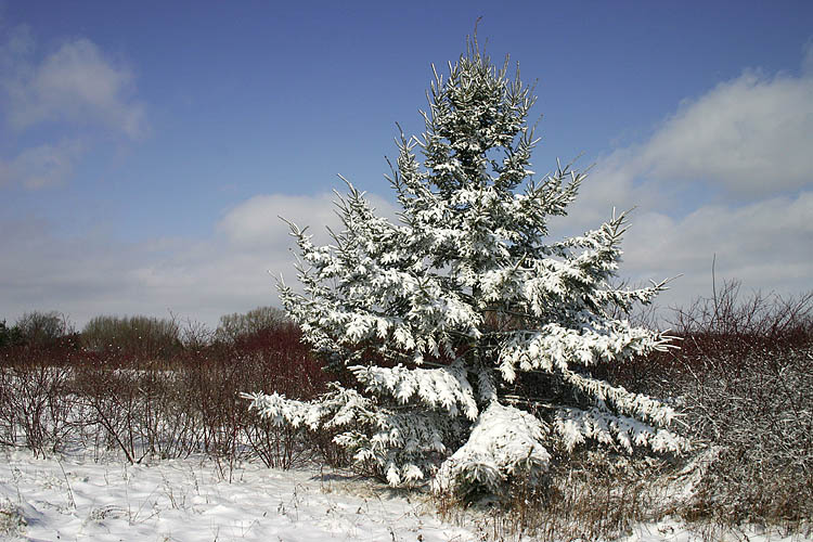Return To Winter