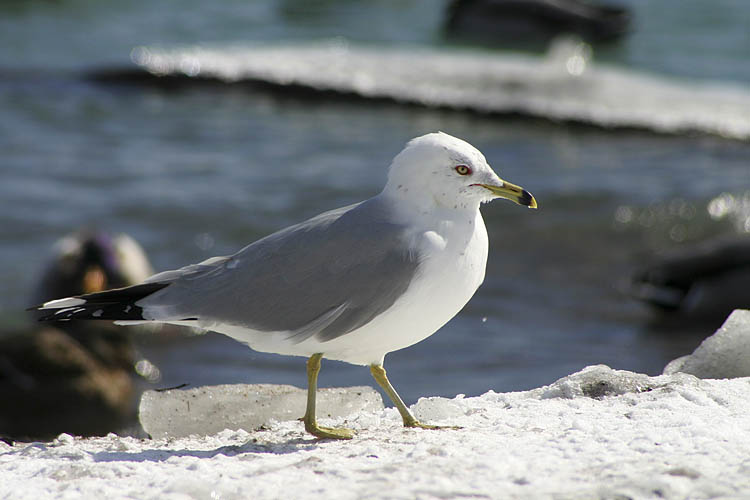 Seagull On Ice