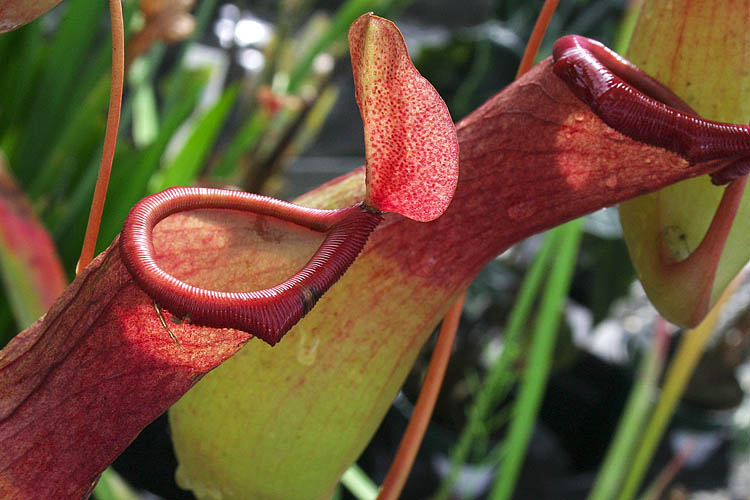 Carnivorous plants