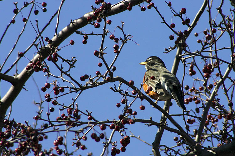 First Robin
